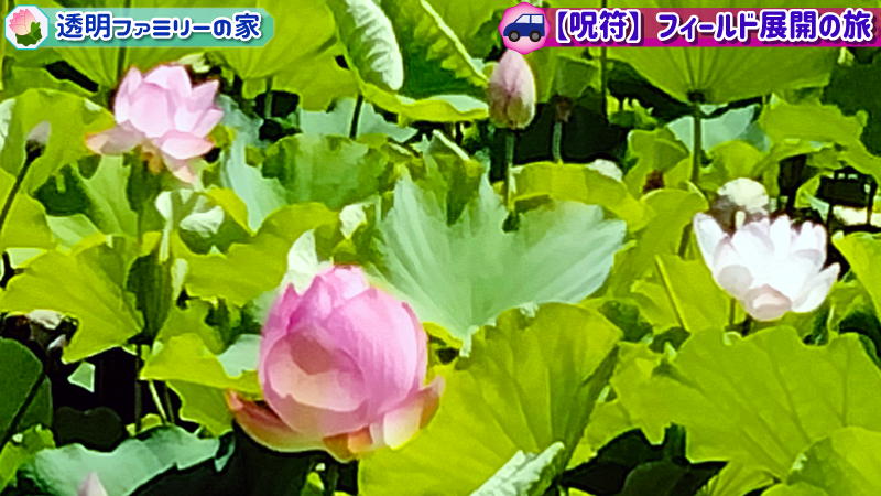画像:透明先生の蓮アイコンに似た花を探す